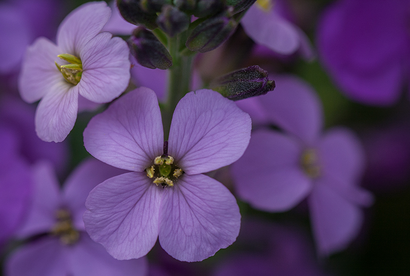 Purple Flowers before image
