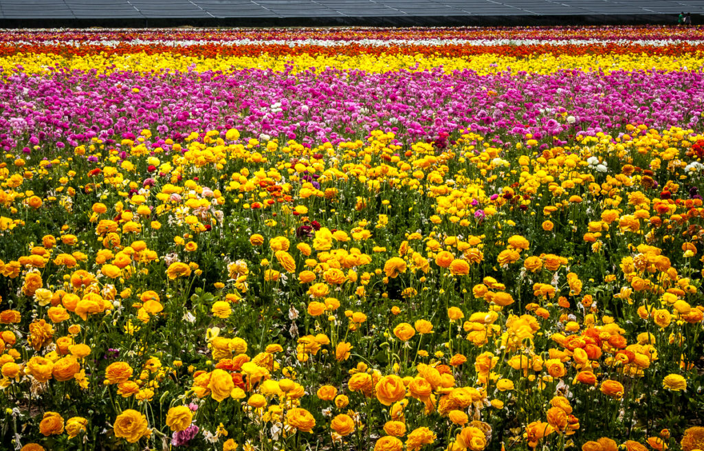 The Flower Fields, Carlsbad Ca.