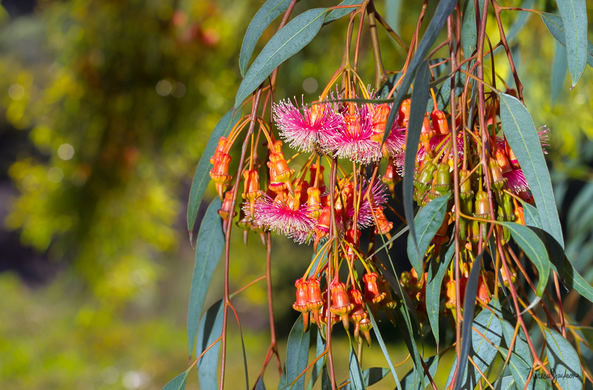 Eucalyptus Blossoms