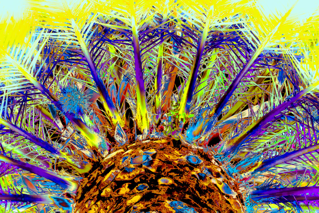 Palm Tree color abstract abstract