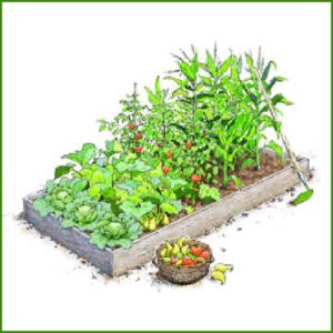 Raised Bed Vegetable Gardening feature image for product page.